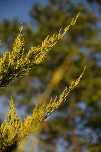 Low angle view of fresh yellow branch against sky