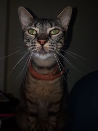 Close-up portrait of a cat