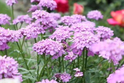 Close-up of pink flowering plants in park