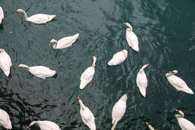 High angle view of ducks swimming in lake