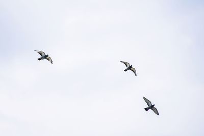 Low angle view of seagulls flying in sky