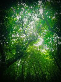 Low angle view of trees in forest