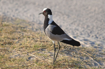 Close-up of bird perching on field