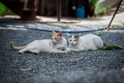 Portrait of cat relaxing on footpath