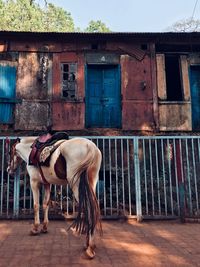 Horse standing in stable