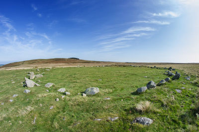 View of sheep on grassy field against sky