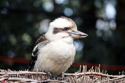 Close-up of bird perching outdoors