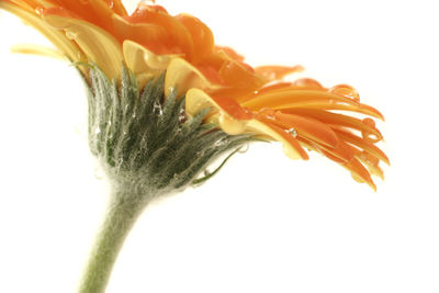 Close-up of flower over white background