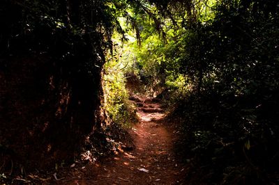 Trees in forest