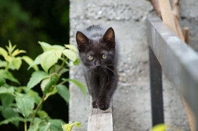 Portrait of black cat