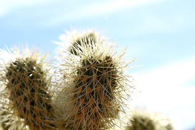 Close-up of cactus plant against sky