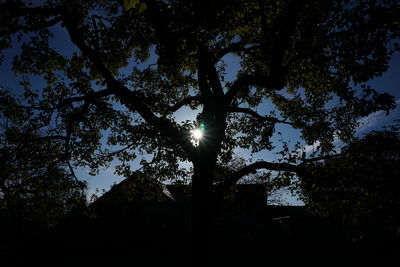 Low angle view of trees against sky