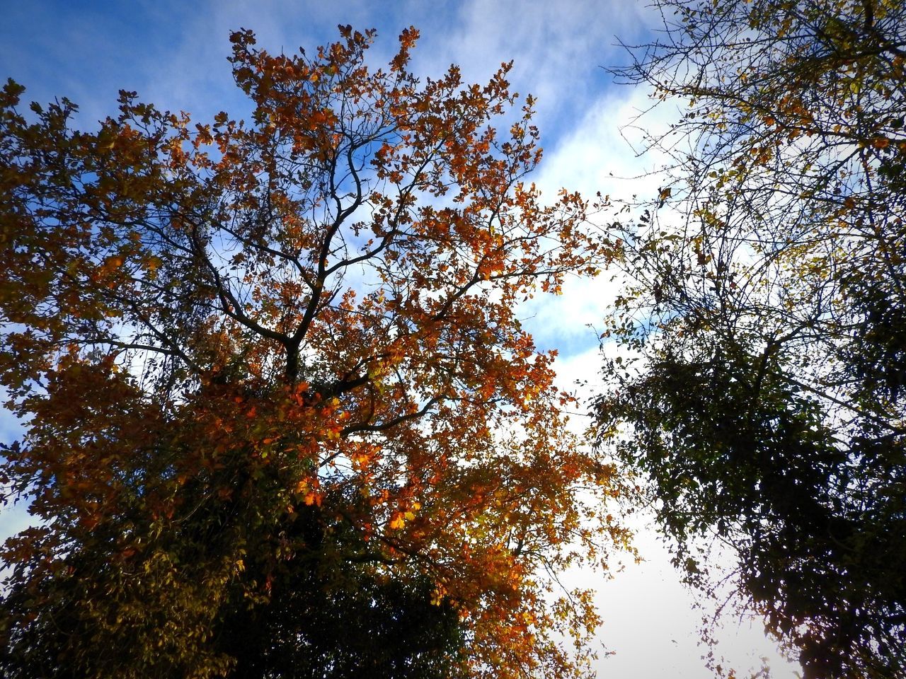 tree, nature, low angle view, autumn, growth, beauty in nature, leaf, tranquility, sky, day, branch, forest, no people, outdoors, change, scenics