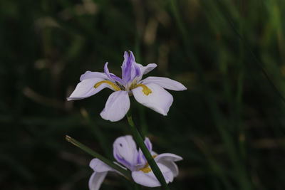 Close-up of purple flowers blooming outdoors