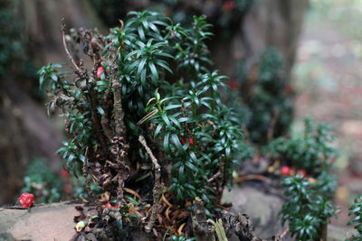 Close-up of small plant growing on tree