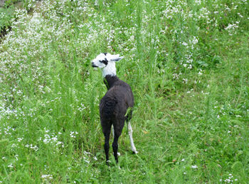 Full length of a horse on field