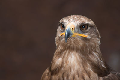 Close-up of a bird