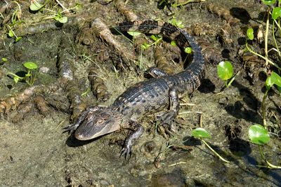 High angle view of crocodile in sea