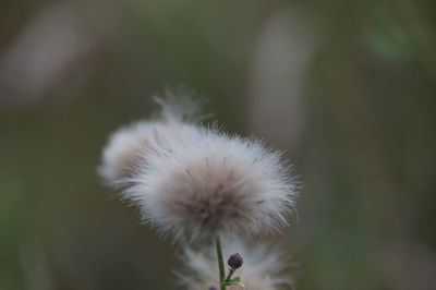 Close-up of dandelion flower