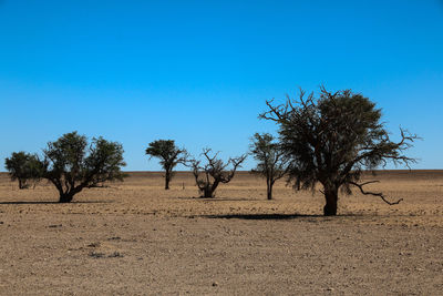 Trees on field against clear blue sky