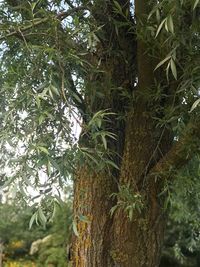 Close-up of tree trunk