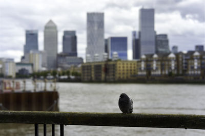 Seagull perching on railing against river and buildings in city