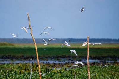 Seagulls flying in the sky