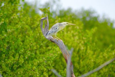 Close-up of gray heron on tree