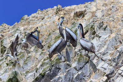 Low angle view of bird perching on rock