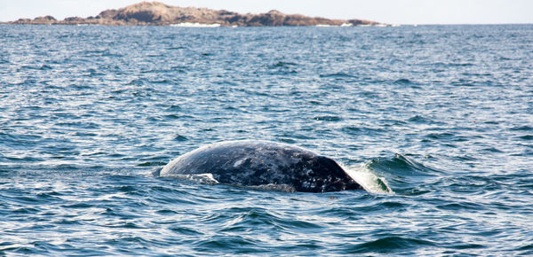 Whale swimming in sea