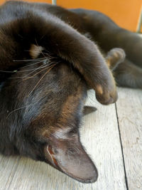 Close-up of dog sleeping