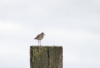 Bird perching on wooden post