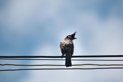 Low angle view of bird perching on cable