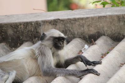 Close-up of monkey sitting on retaining wall