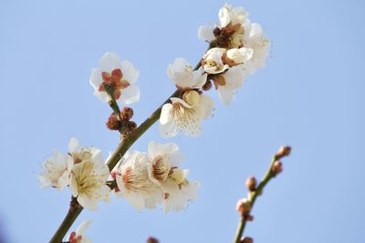 Low angle view of cherry blossom against clear sky
