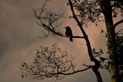 Low angle view of silhouette bird perching on tree