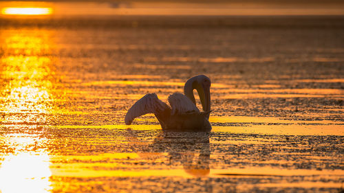 View of a pelican on sea during sunset