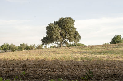 Tree on field against sky