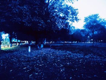 Trees on field in park