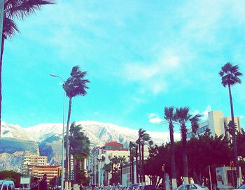 Low angle view of palm trees against blue sky