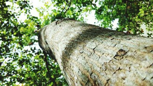 Low angle view of tree trunk