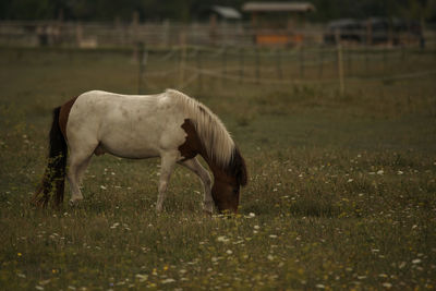 Horse standing on field