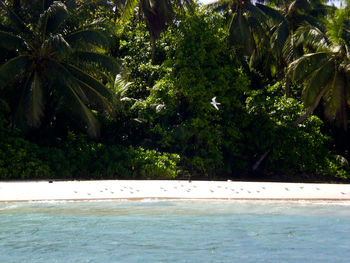 Scenic view of swimming pool by trees