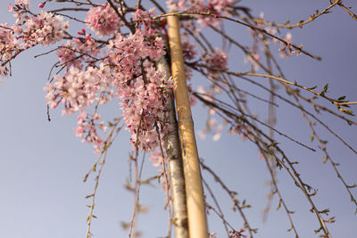 Low angle view of blossom tree against clear sky