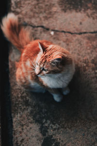 High angle view of cat sleeping