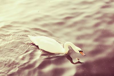 Close-up of swan swimming in sea