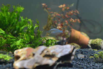 Close-up of fish in sea