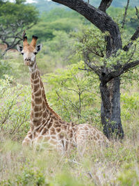 Giraffe in a field