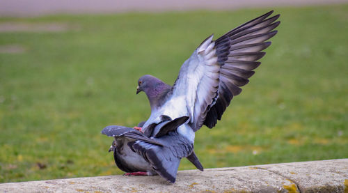 Pigeon flying over a field