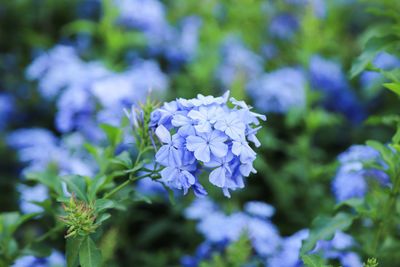 Close-up of purple flowering plants